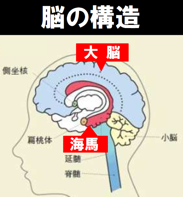 脳の図